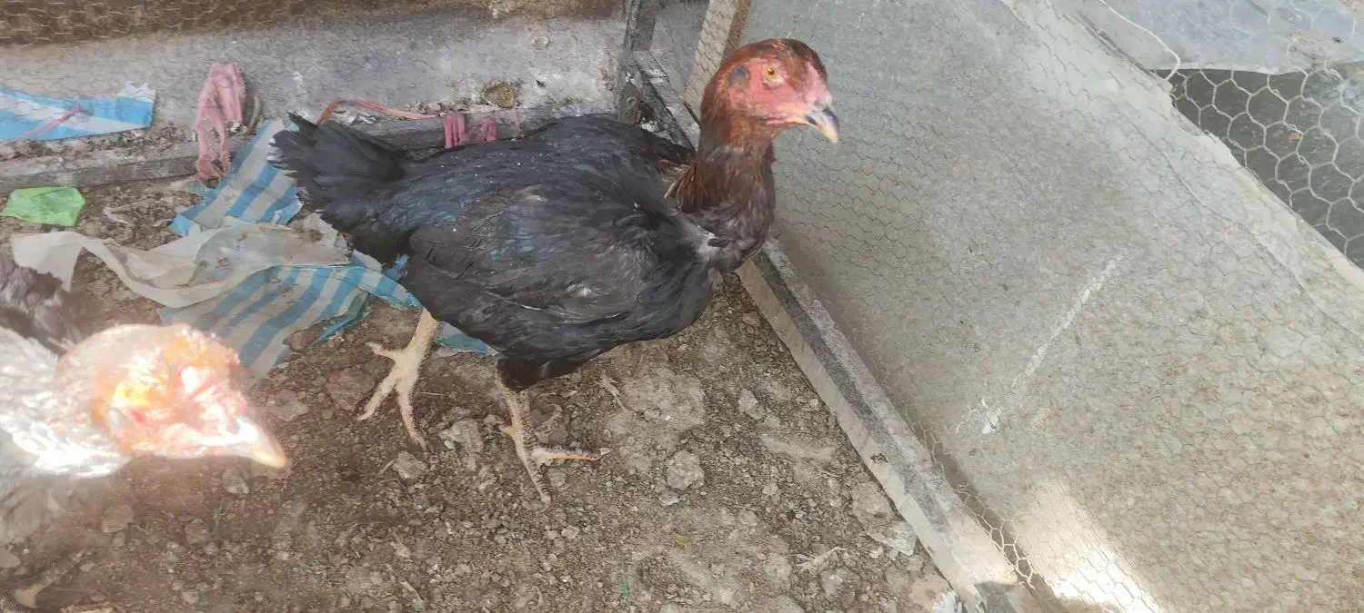 مرغ لاری|حیوانات مزرعه|یزد, |دیوار