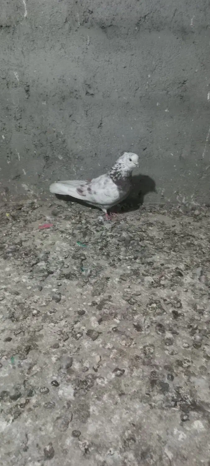 جانور|پرنده|آق قلا, |دیوار