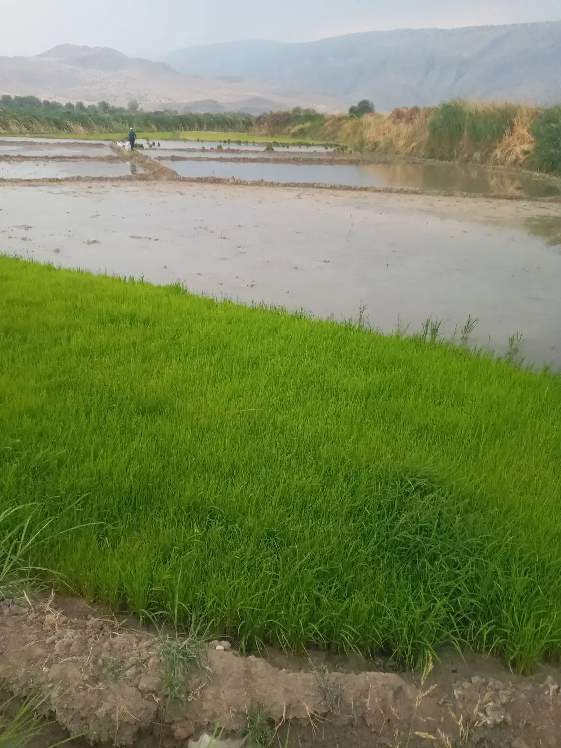 زمین کشاورزی|فروش دفتر صنعتی، کشاورزی، تجاری|سورنا, |دیوار