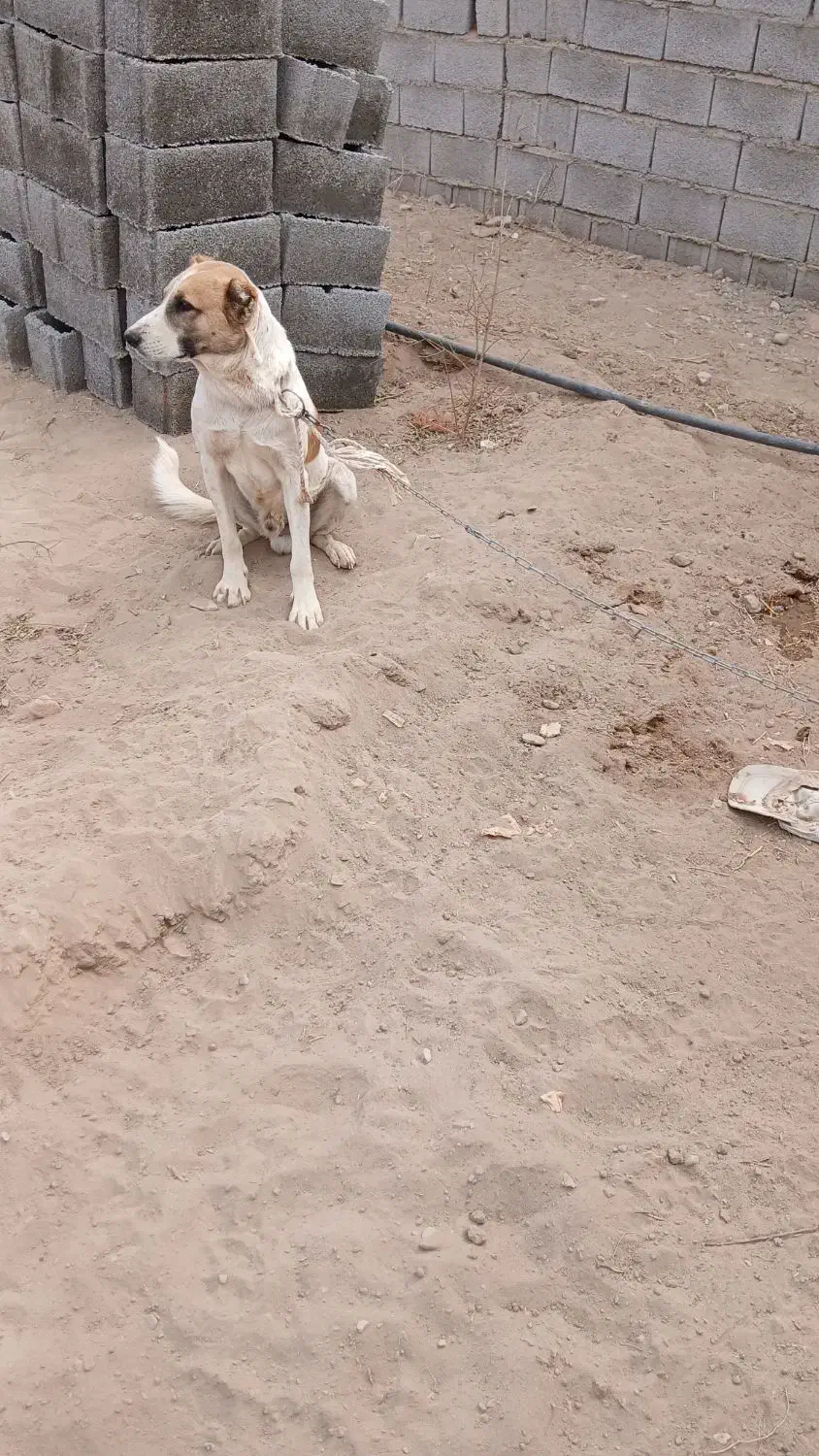 سگ گله|سگ|ماهان, |دیوار