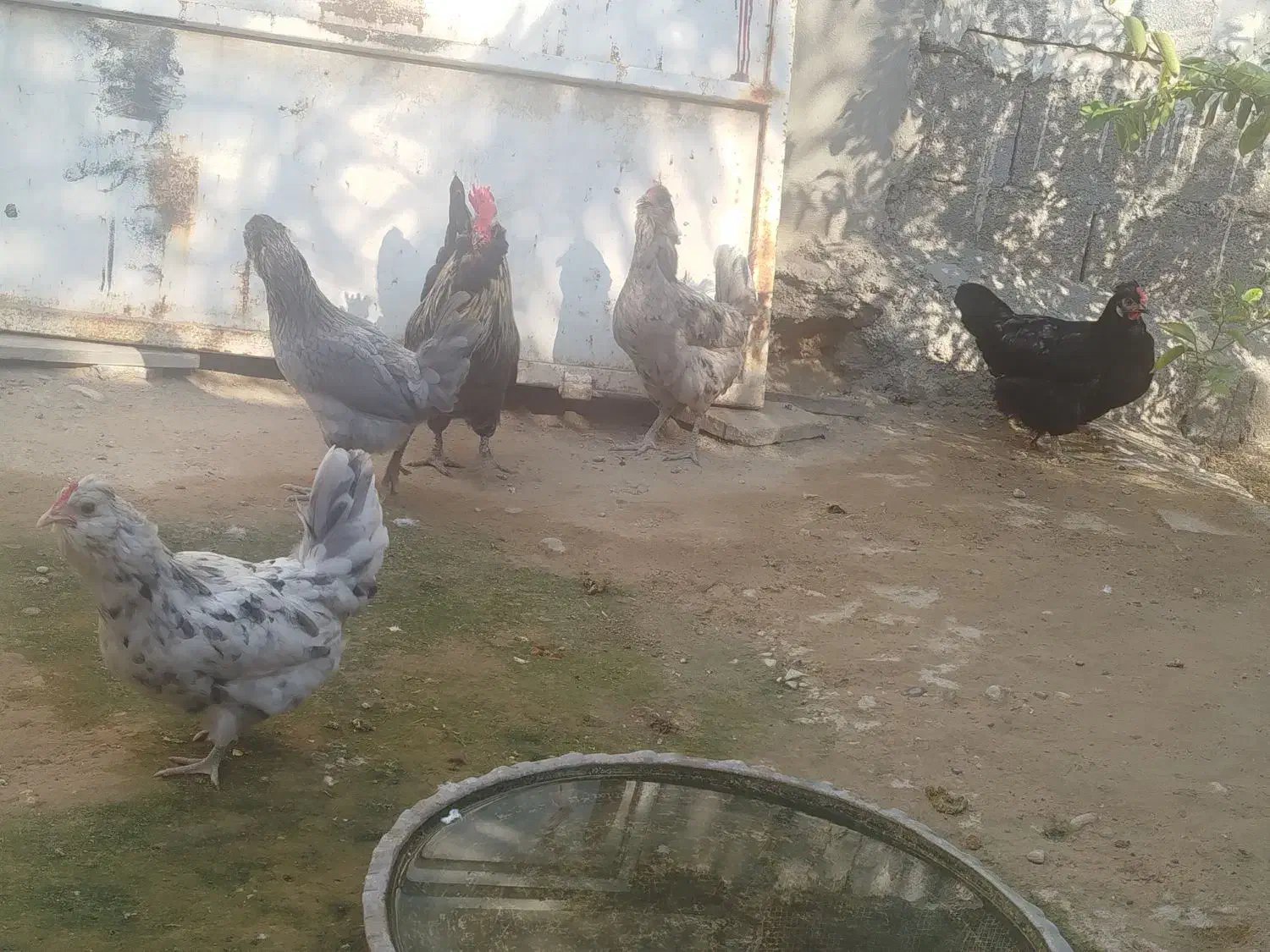 مرغ و خروس فروشی|حیوانات مزرعه|خورموج, |دیوار