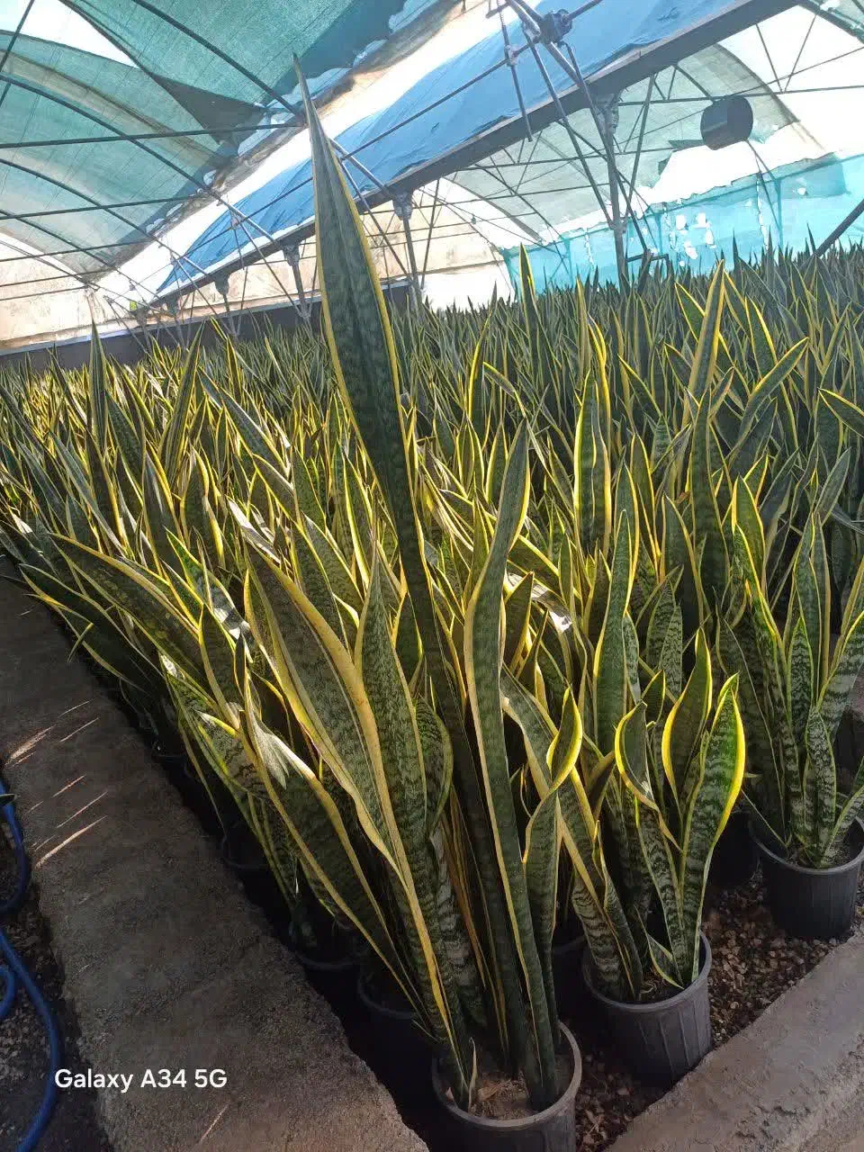 گلهای زیبا|گل و گیاه طبیعی|ساری, |دیوار