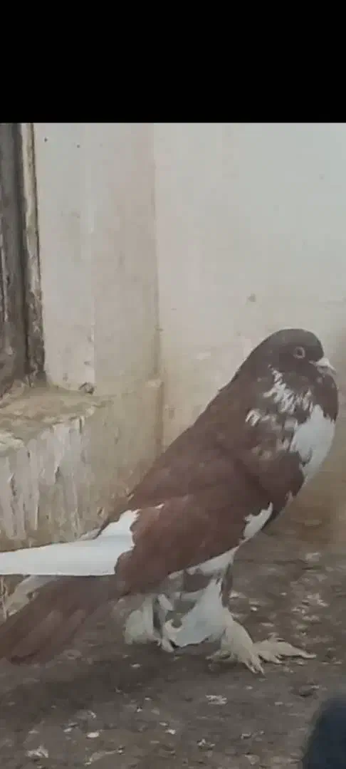 کبوتر بادکنکی|پرنده|ری, ظهیرآباد|دیوار