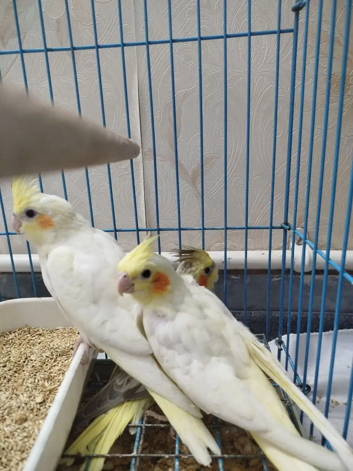 عروس هلندی سرلاکی و دون خور|پرنده|قدس, شهر‌قدس|دیوار