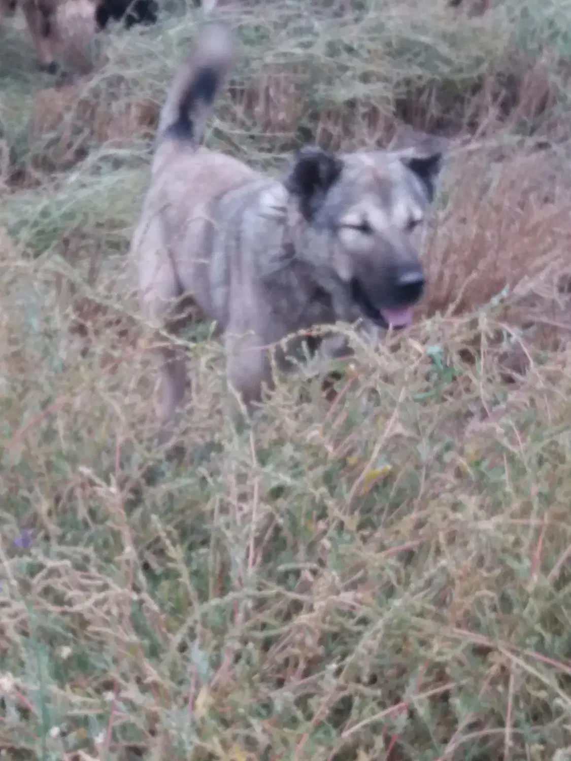 گمشده|حیوانات|خوی, |دیوار