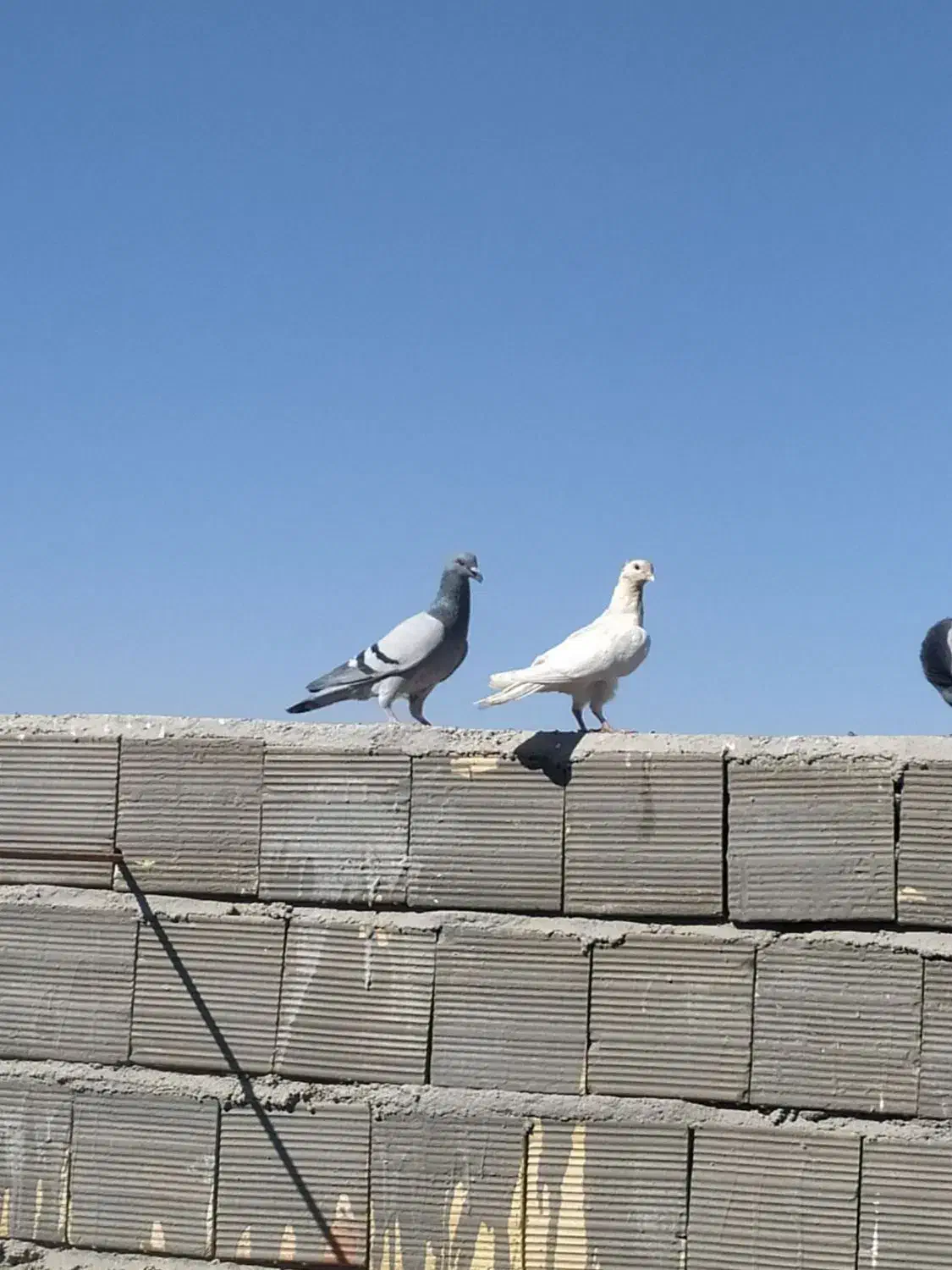 کبوتر|پرنده|مشهد, امیر المومنین|دیوار