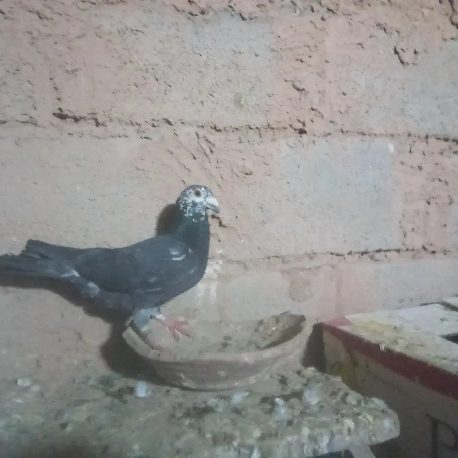 کفتر المانی|پرنده|سده (خراسان جنوبی), |دیوار