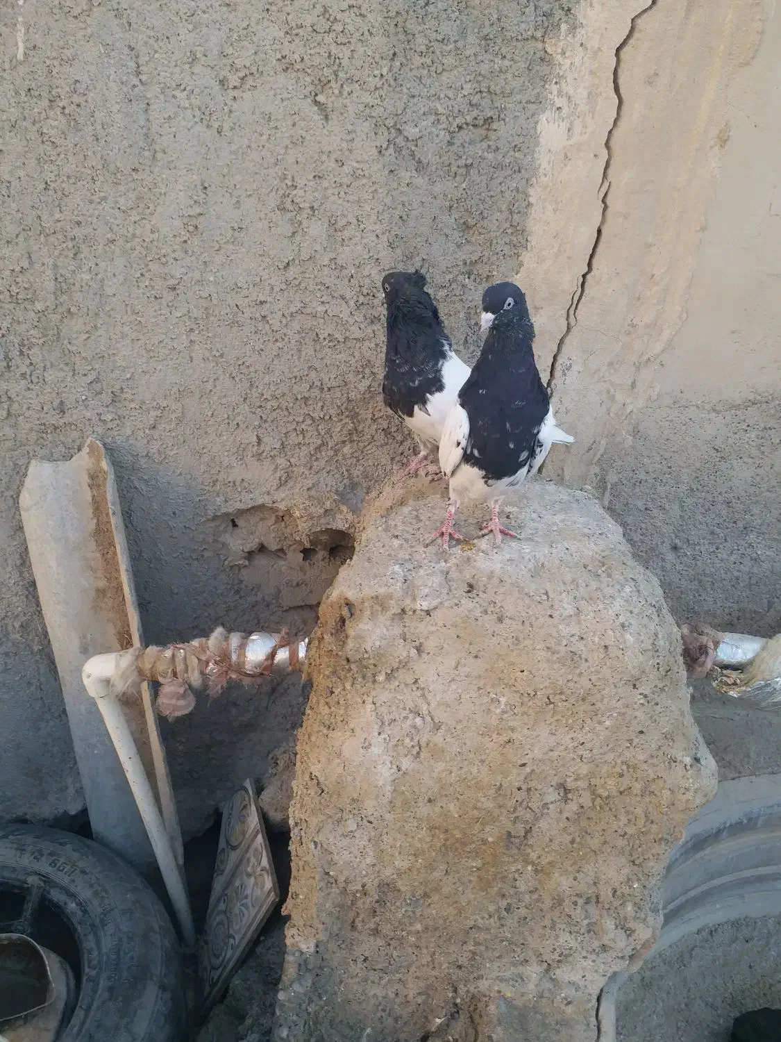 کله سیاه کاکل میخ|پرنده|زهک, |دیوار