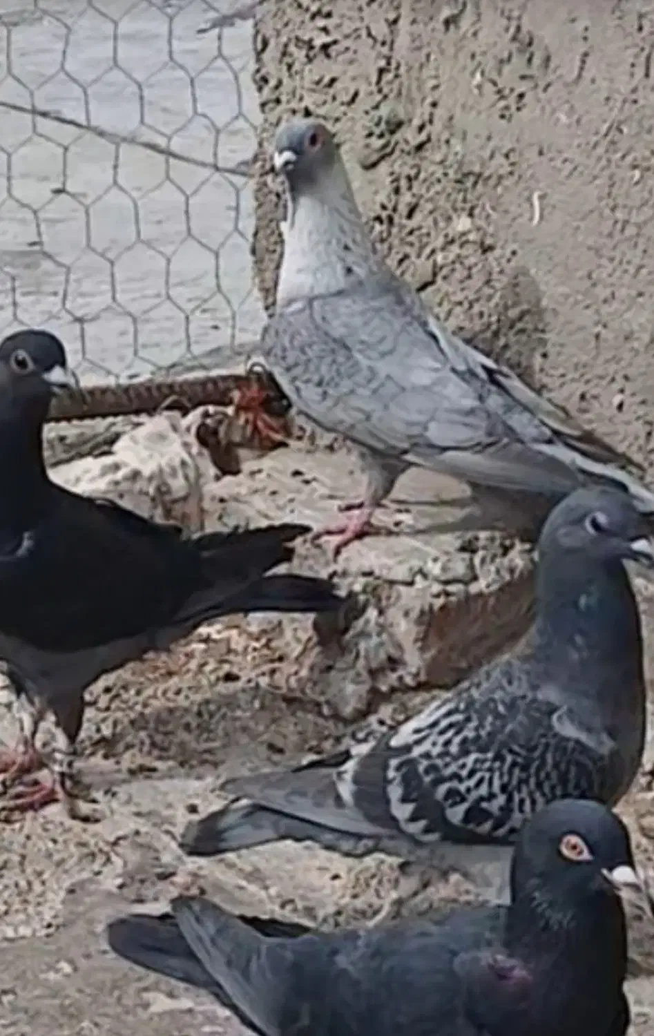 موشی نقره ای|حراج|الوند, |دیوار