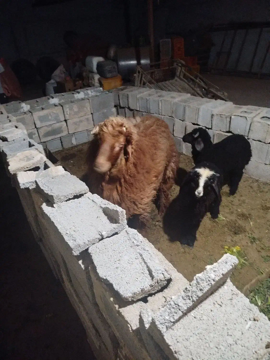 بره نر کوه در آبپخش|حیوانات مزرعه|آبپخش, |دیوار