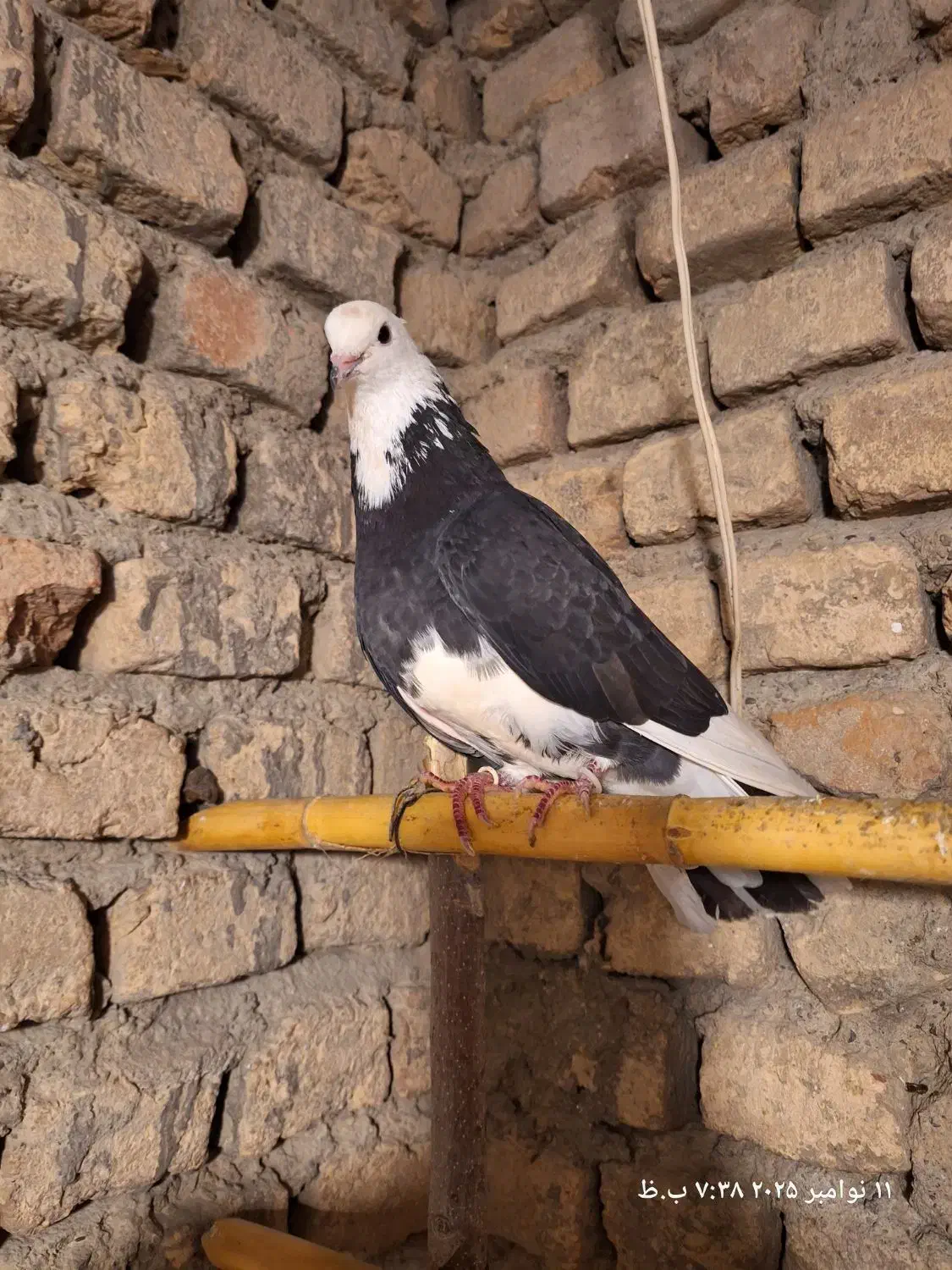 2عدد کبوتر تضمینی نر و ماده|پرنده|خان ببین, |دیوار