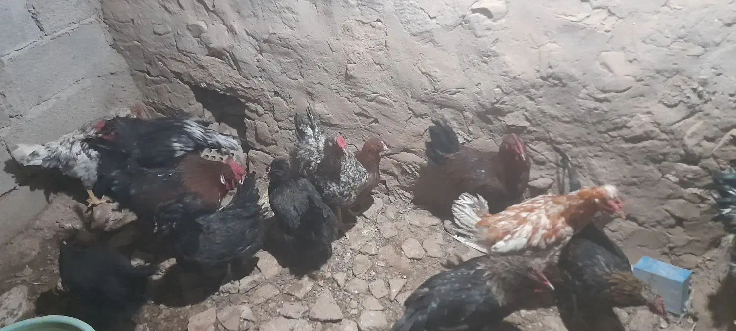 مرغ وخروس گلپایگانی|حیوانات مزرعه|مسجد سلیمان, |دیوار