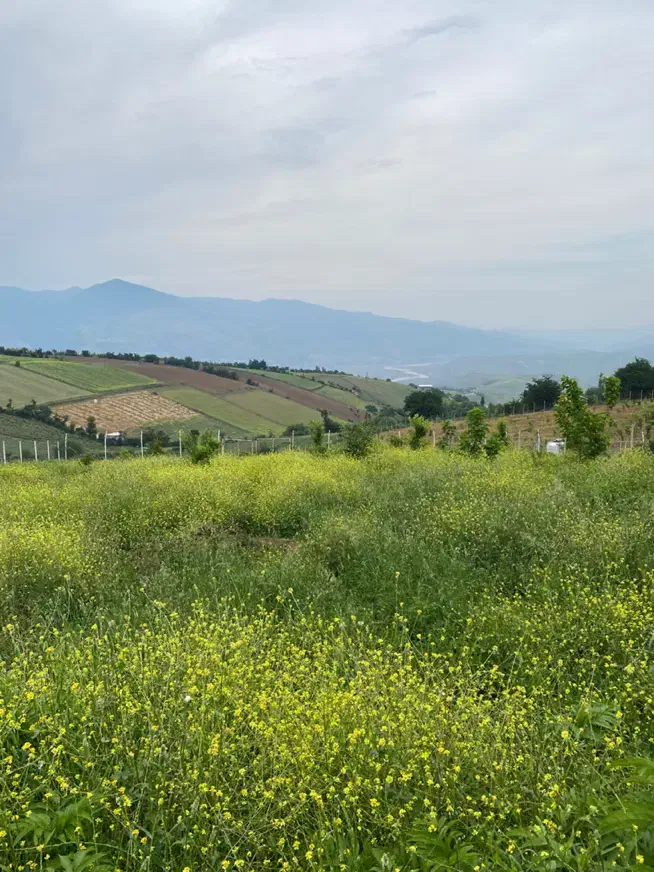 1000متر زمین سند تک برگ خوش قواره دوبر|فروش زمین و ملک کلنگی|توتکابن, |دیوار