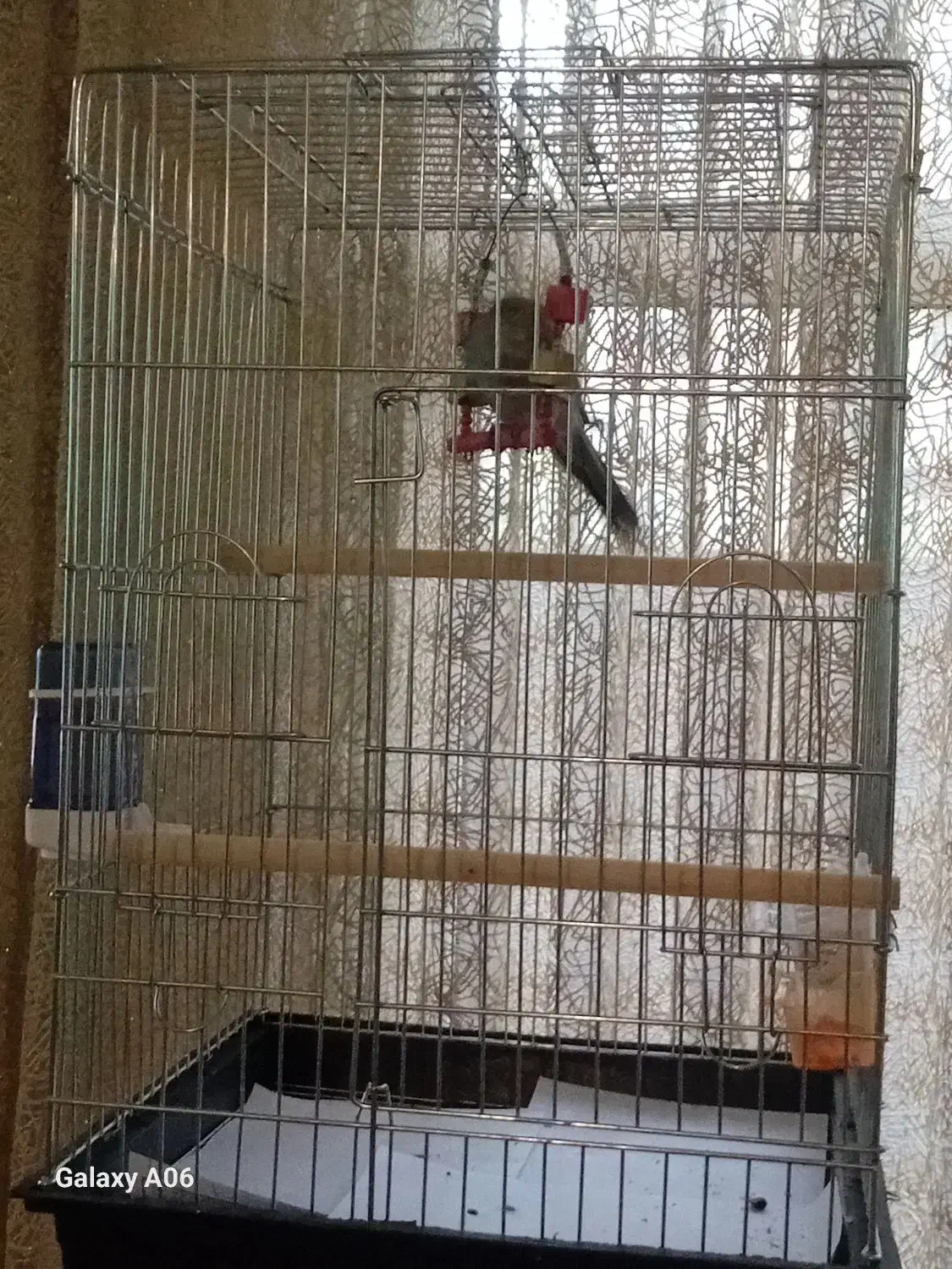 عروس هلندی خاکستری گمشده|پرنده|هشتگرد, شهرک آپادانا|دیوار