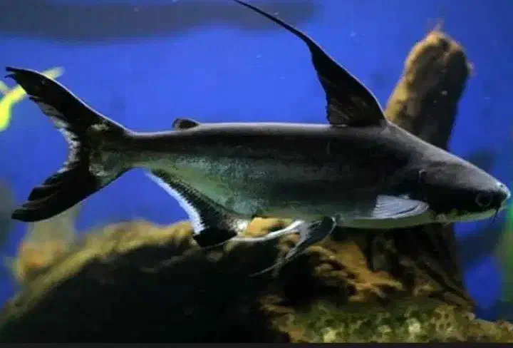 پنکوسی شکاری|ماهی|کرمان, |دیوار