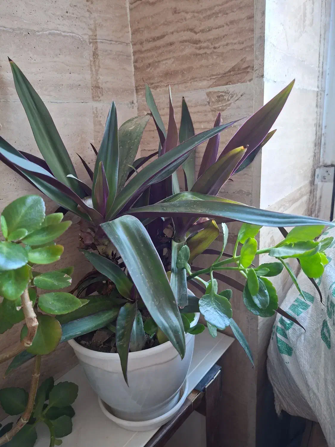 گل طبیعی و در حال رشد|گل و گیاه طبیعی|ارومیه, |دیوار