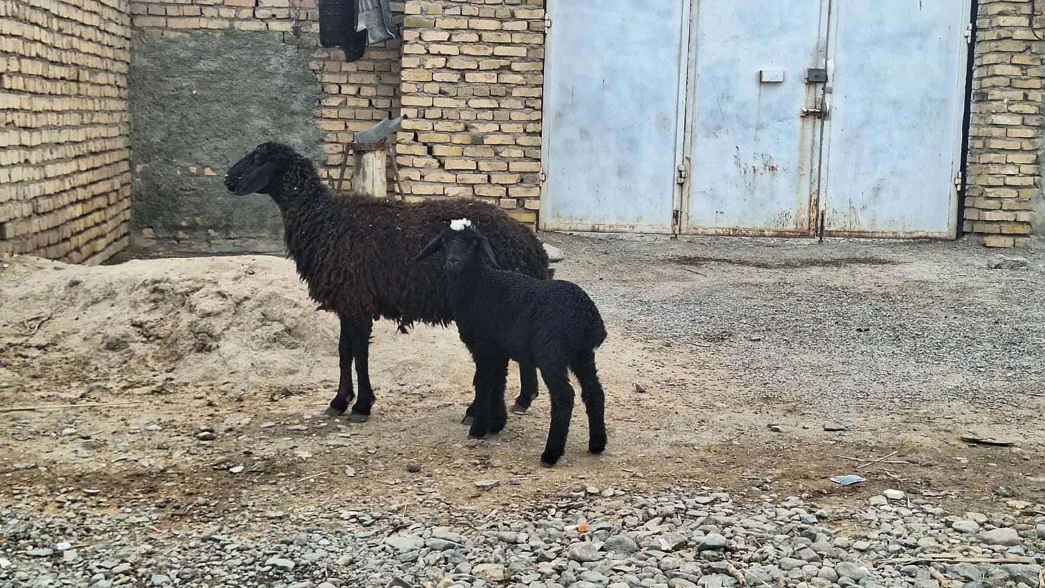 میش و بره|حیوانات مزرعه|رفسنجان, |دیوار