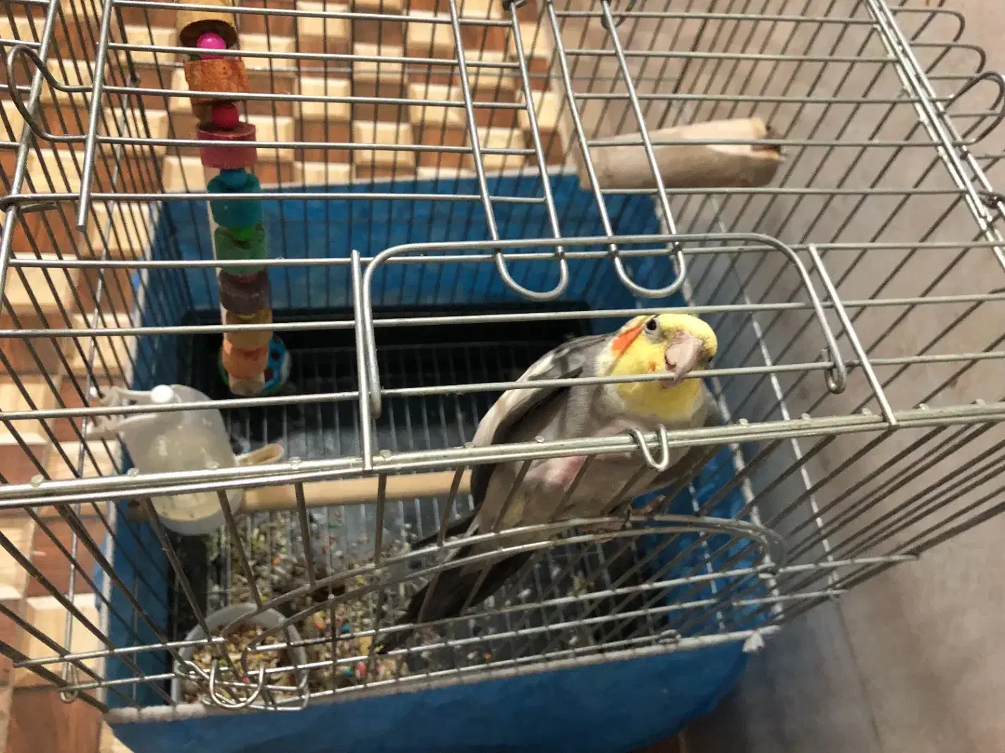 پرنده|پرنده|اهواز, کوی ایثار|دیوار