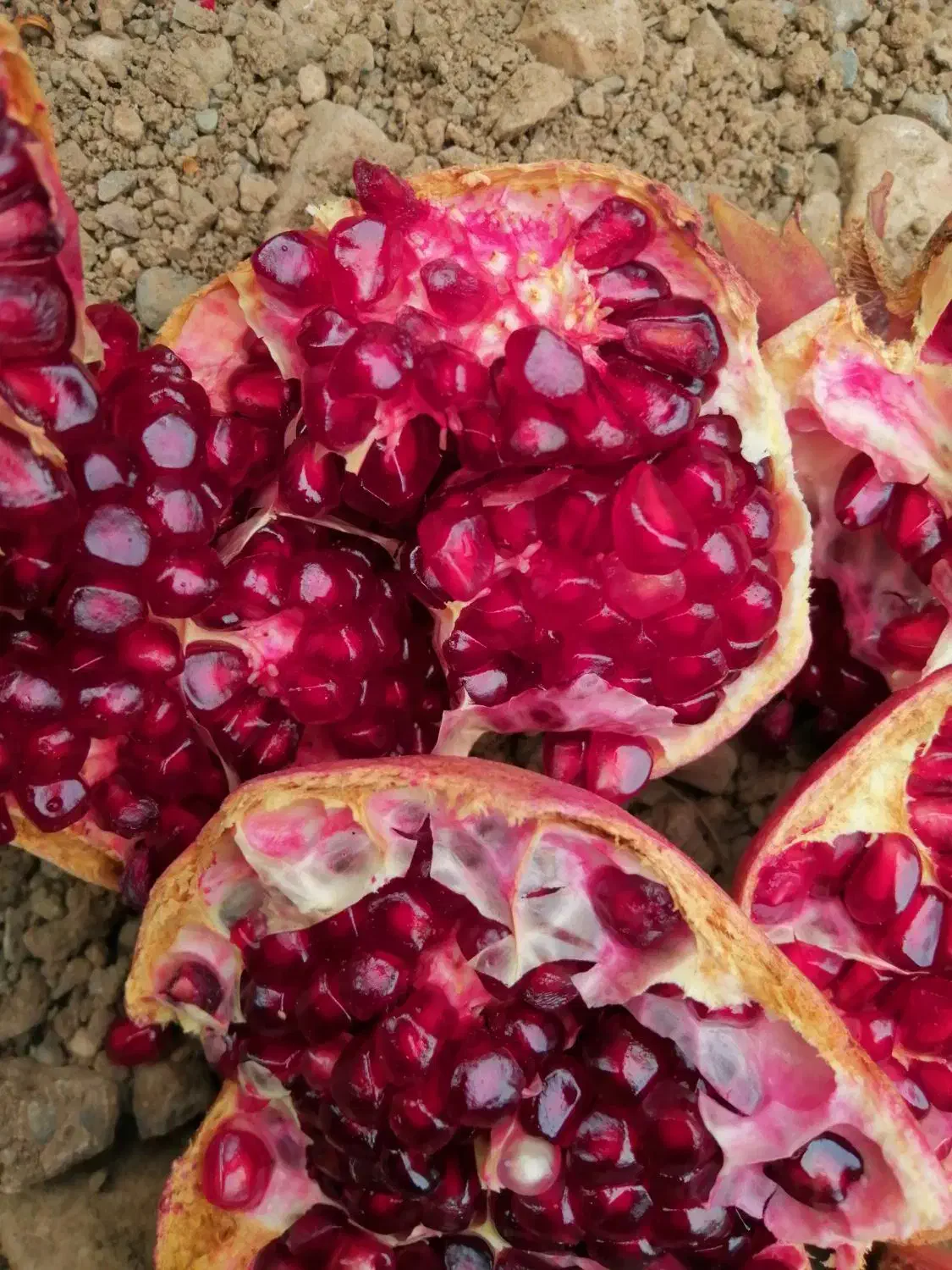 انار رباب|خوردنی و آشامیدنی|بختگان, |دیوار