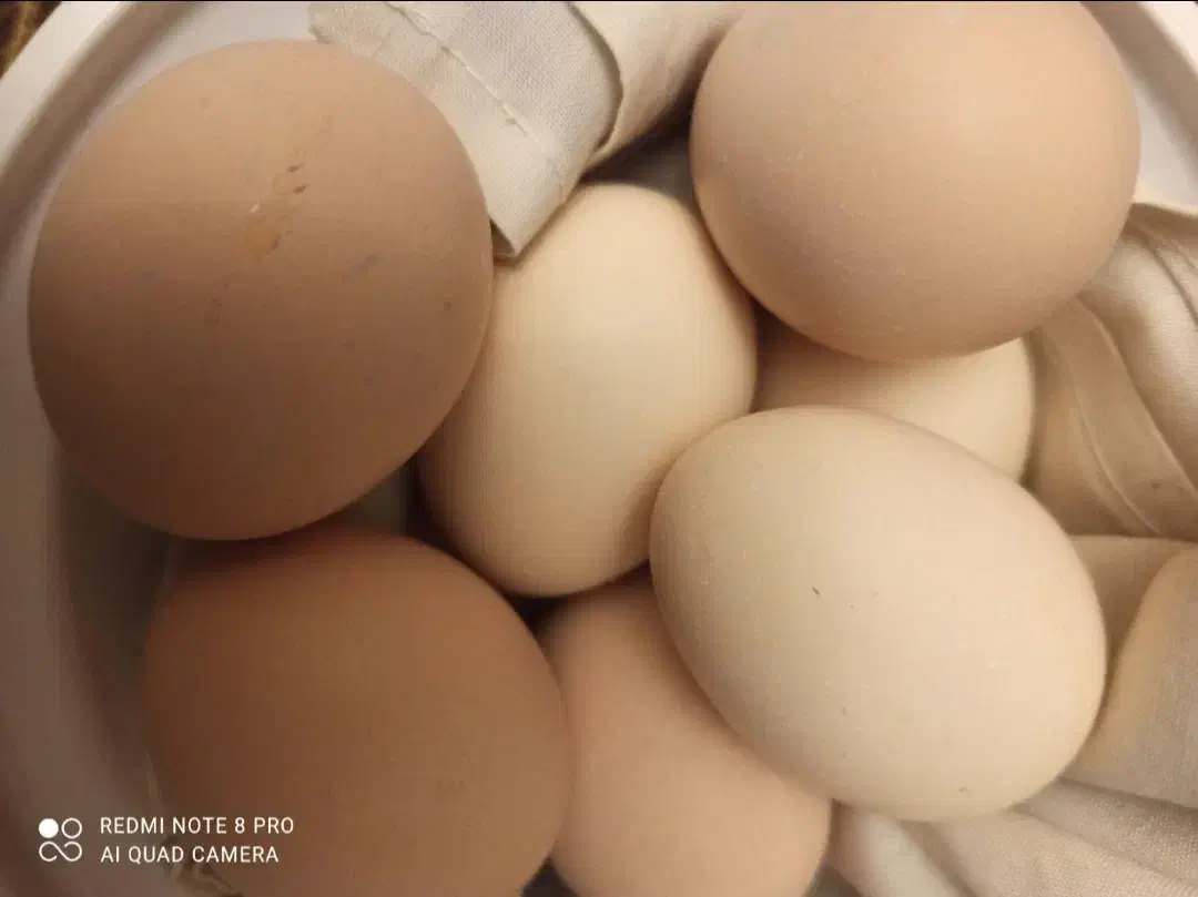 تخم مرغ لاری|حیوانات مزرعه|هشتگرد, هشتگرد قدیم|دیوار