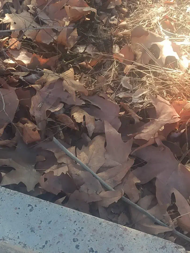 گص تابعه تّبطیل|اسباببازی|سوسنگرد, |دیوار