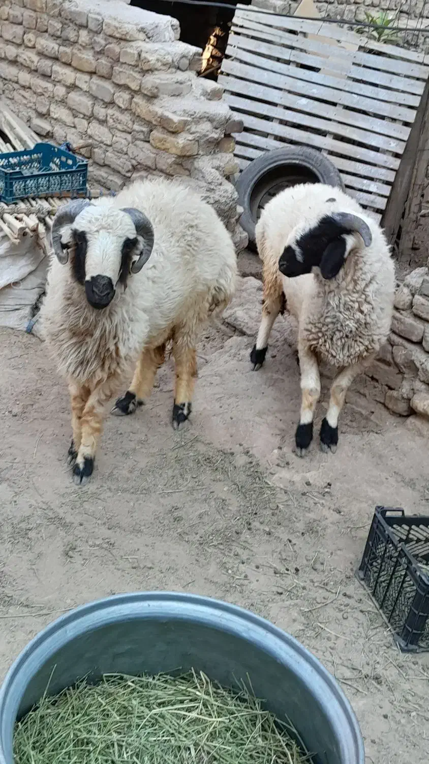 بره گوغر نر|حیوانات مزرعه|سیرجان, |دیوار