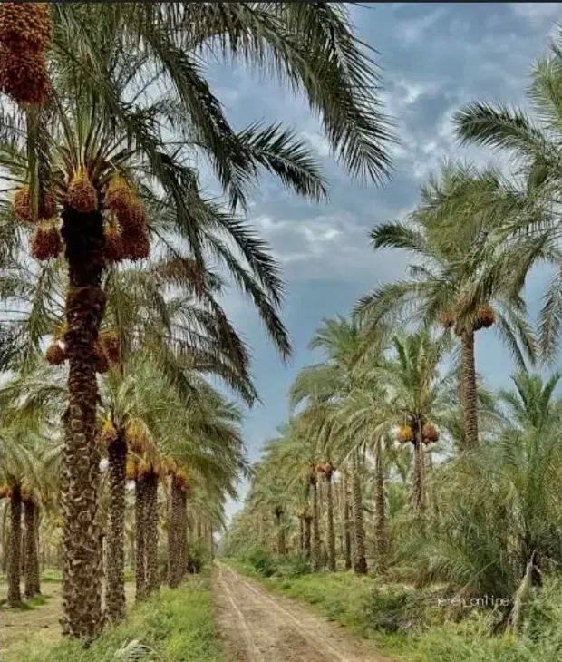 فروش نخل تنه بلند از یک متری تا 10متری|خدمات باغبانی و درختکاری|کاشان, فاز ۱ ناجی آباد|دیوار