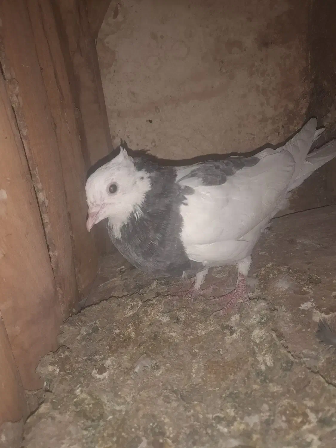 جوجه مغلف طوقی|پرنده|قم, شهرک توانیر|دیوار