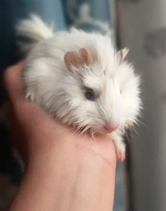 خوکچه هندی جوجه خرگوش|موش و خرگوش|مشهد, موعود|دیوار