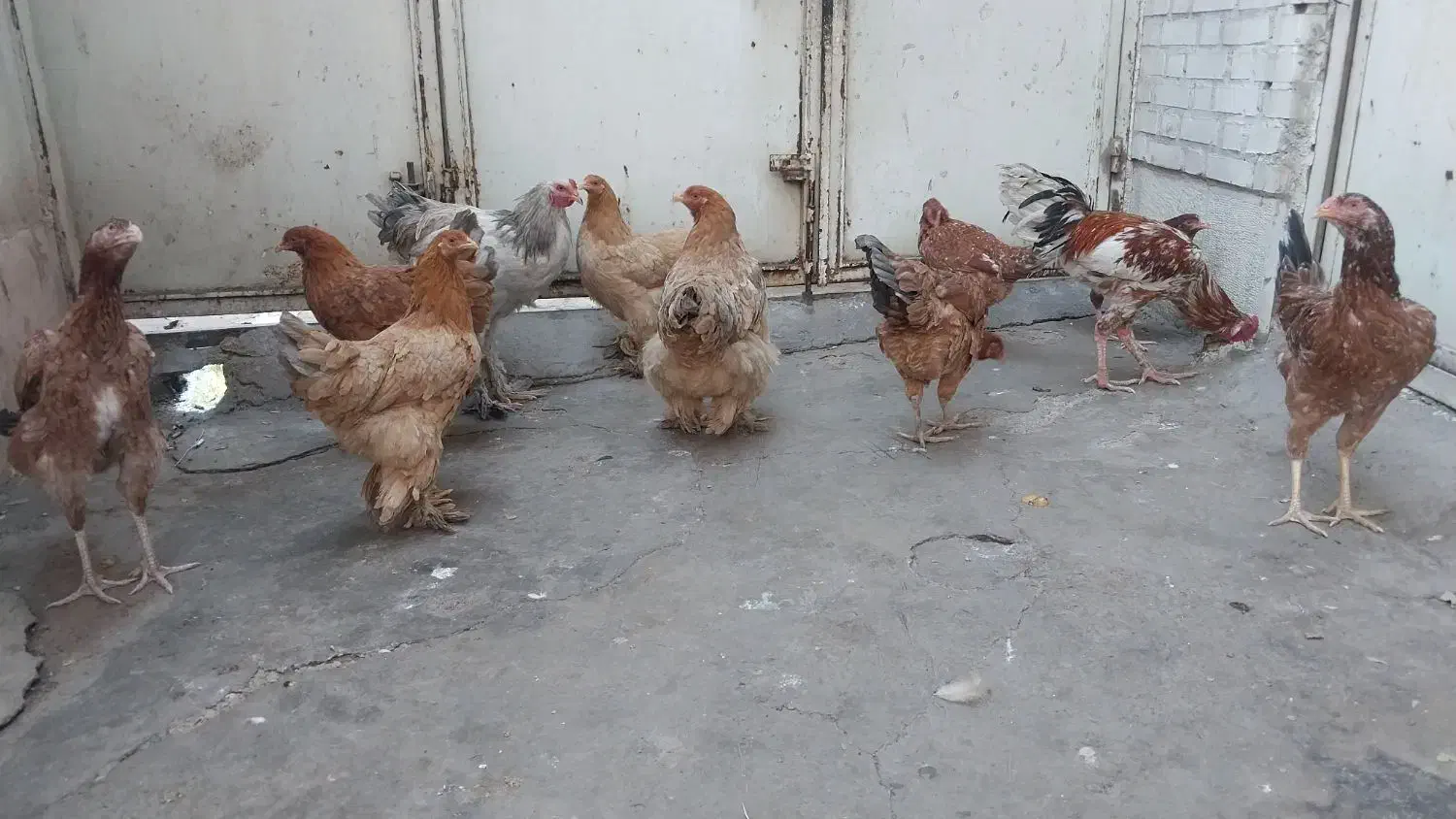 مرغ و خروس برهما و لاری  یکساله|حیوانات مزرعه|پاکدشت, خاتون آباد|دیوار