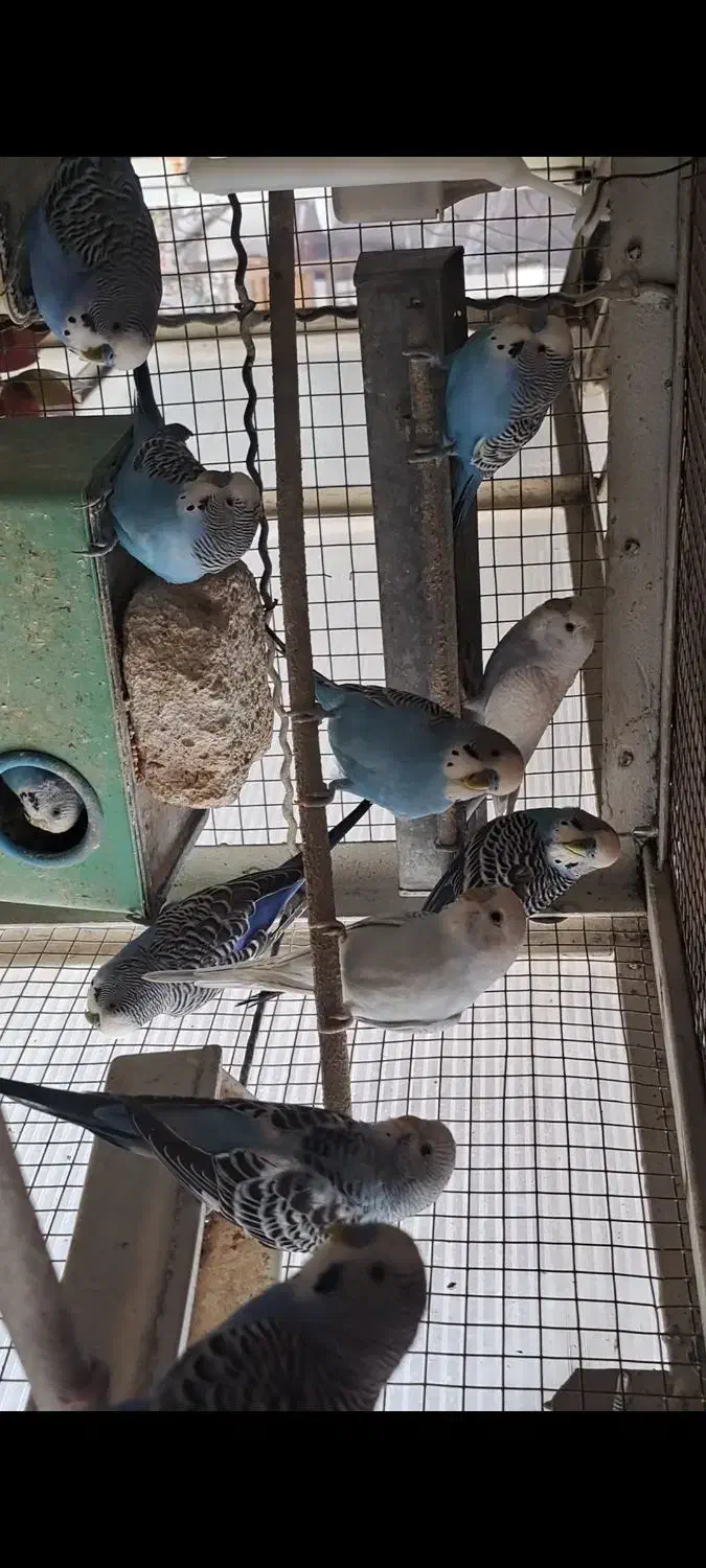 مرغ عشق|پرنده|تهران, دربند|دیوار