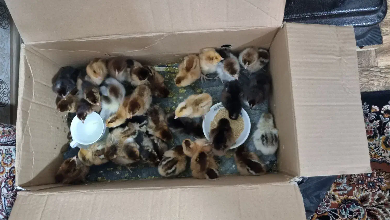 جوجه یک روزه گلپایگانی اصلاح نژاد شده|حیوانات مزرعه|بابل, |دیوار