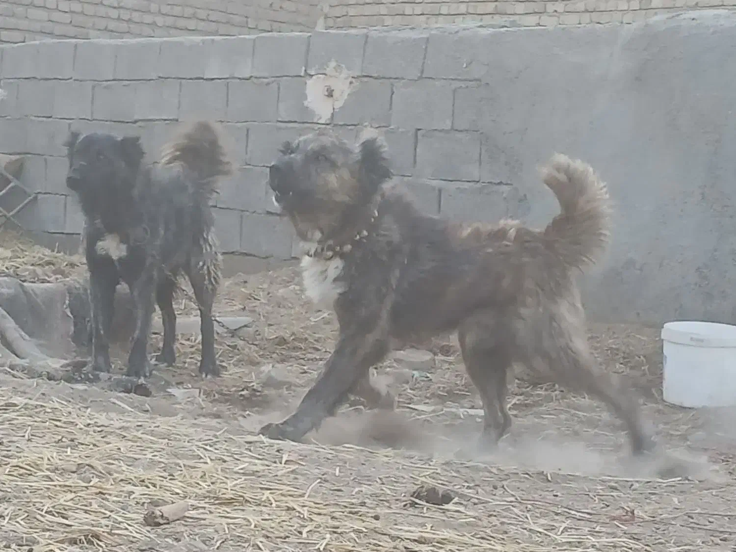 واگذاری دو عدد سگ نر گله|سگ|جعفرآباد, |دیوار