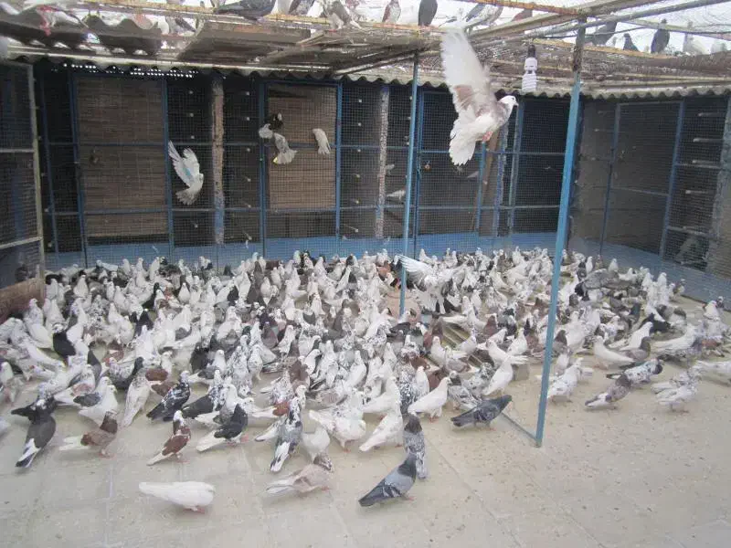 عشق بازانمهریز (کبوتر)|پرنده|مهریز, |دیوار