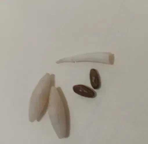 مهره|جواهرات|یاسوج, |دیوار