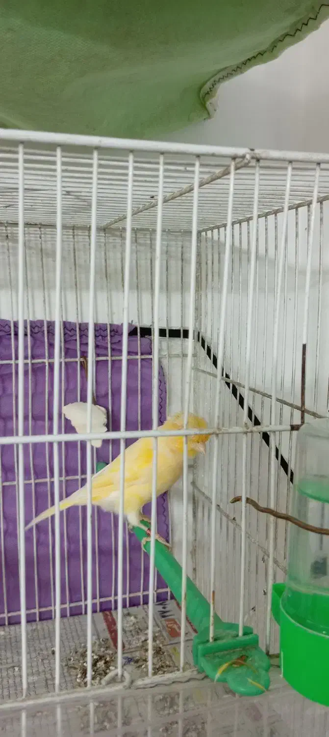 قناری|پرنده|مشهد, الهیه|دیوار