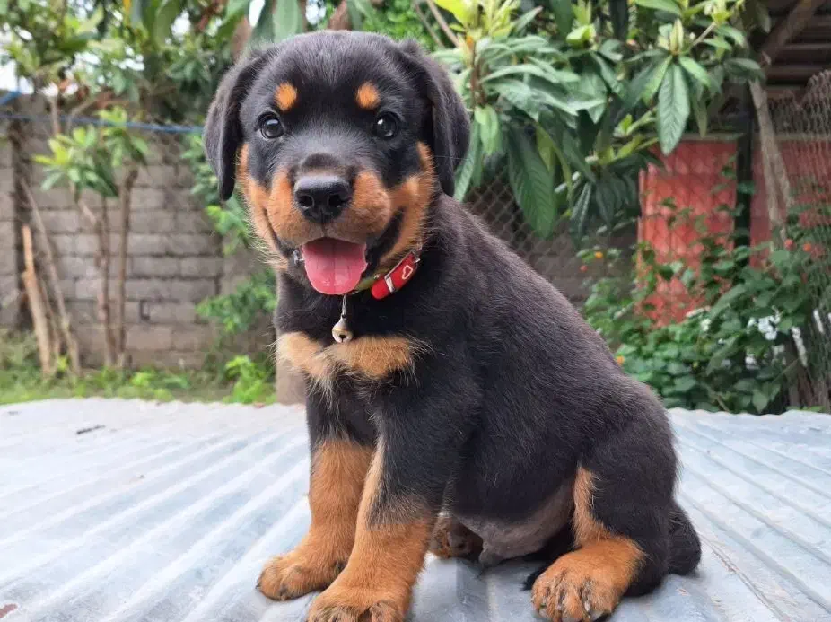 توله روتوایلر|سگ|رشت, آب آسیاب|دیوار