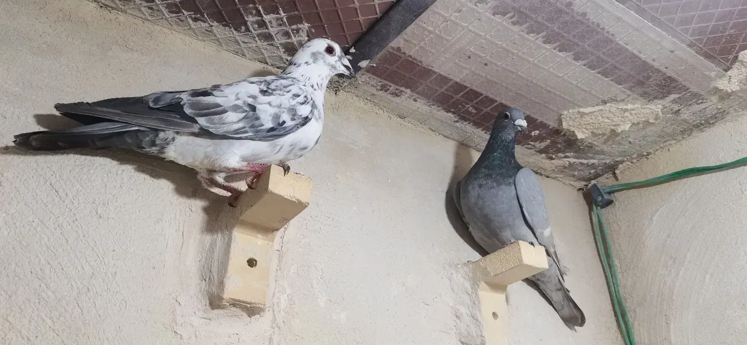 کفتر|پرنده|شیراز, کوشک میدان|دیوار