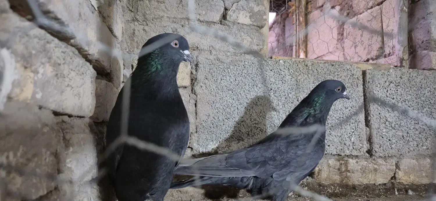 کبوتر زاغ|پرنده|تبریز, |دیوار