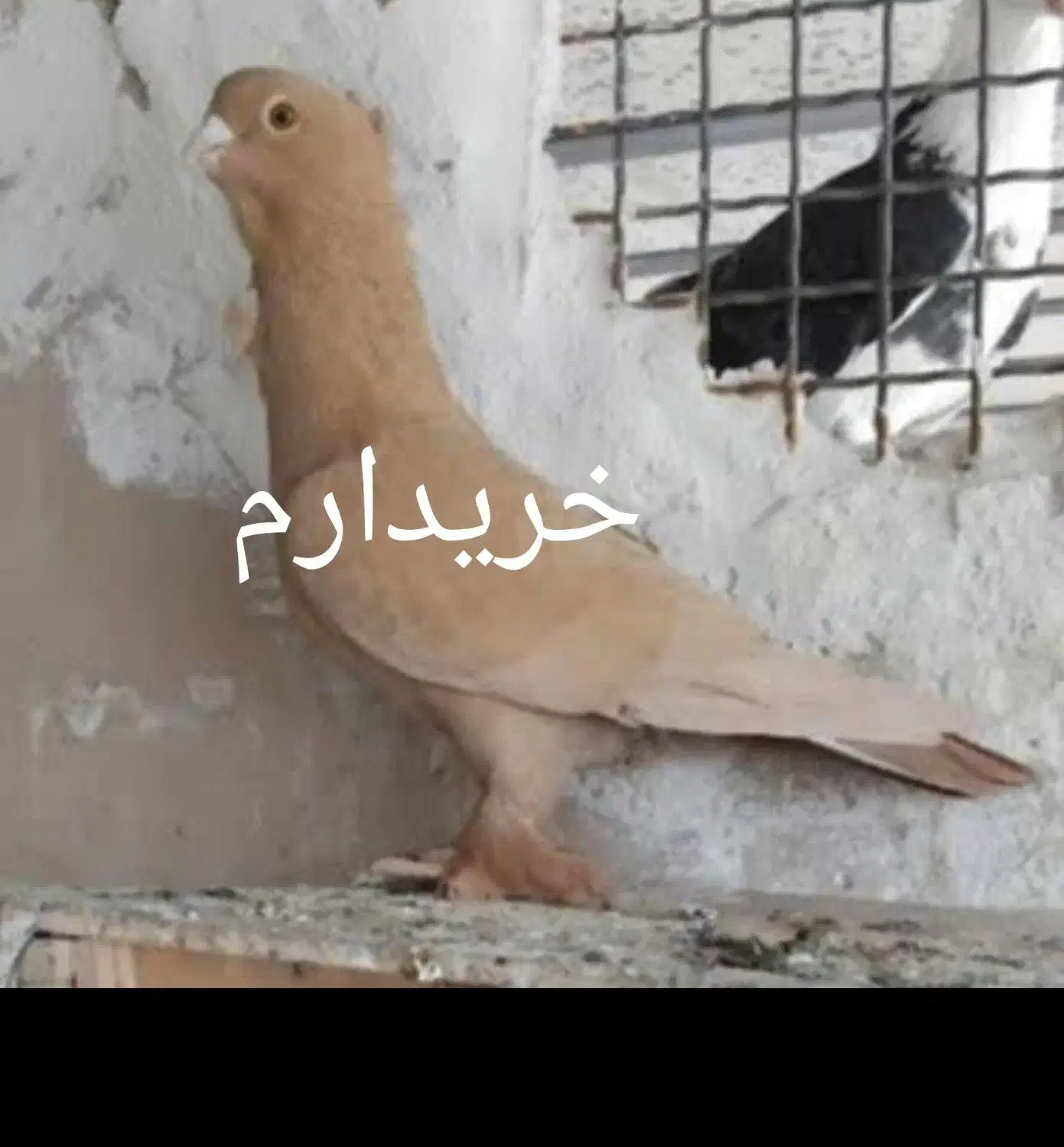زرد کاکلی چاقچول|پرنده|قم, انسجام|دیوار