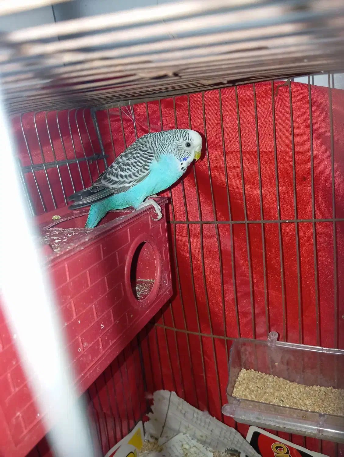 فروشی|پرنده|سیرجان, |دیوار