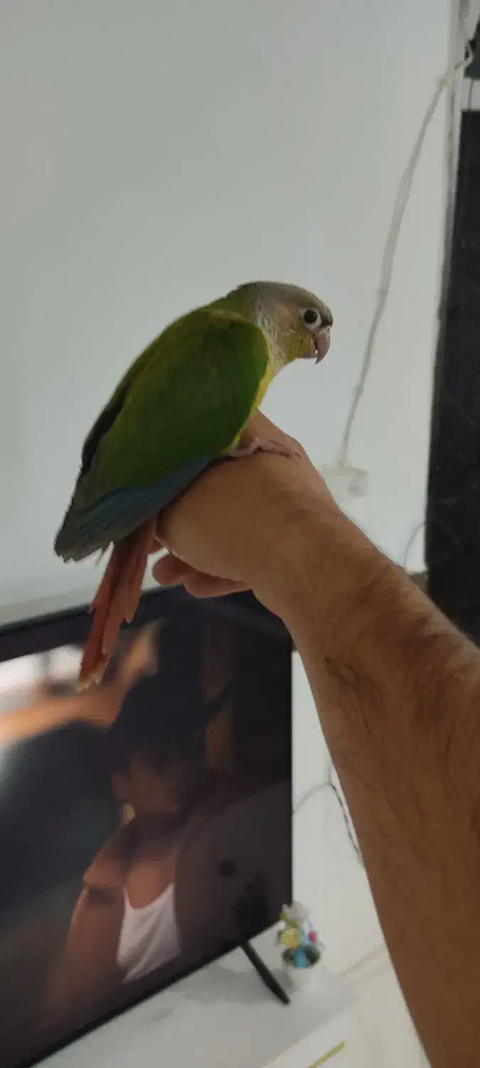 گرینچگ رام رام|پرنده|کرمانشاه, |دیوار