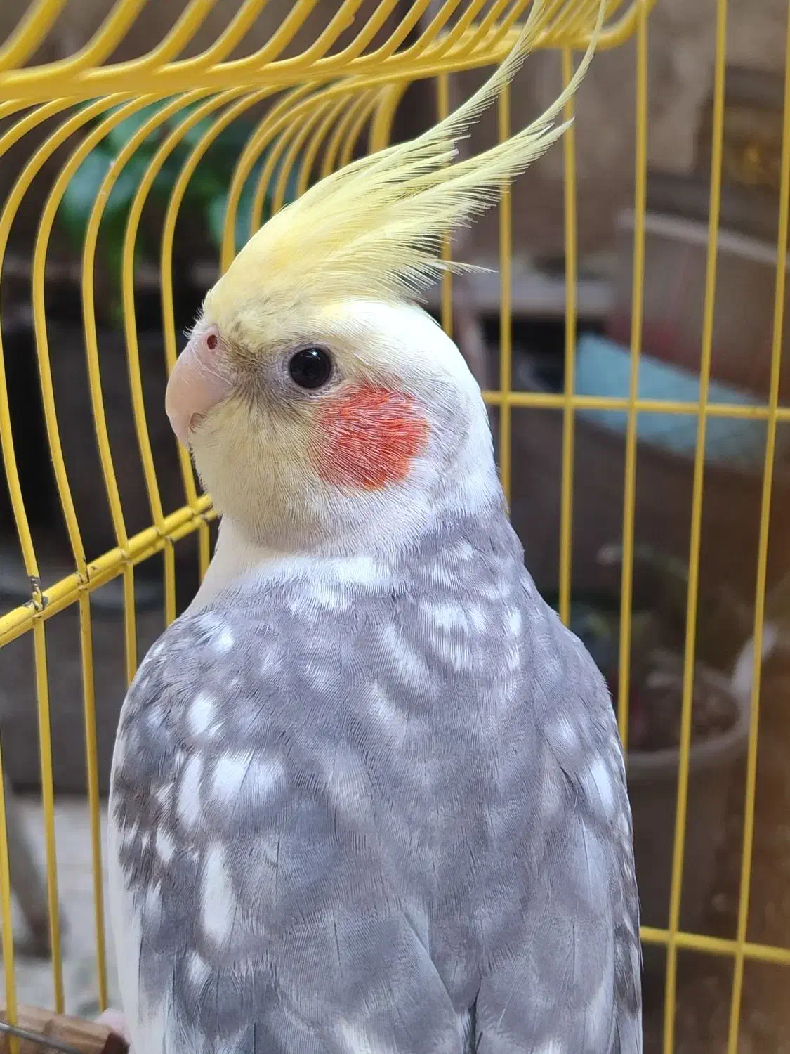 فروش عروس هلندی|پرنده|لاهیجان, رجایی|دیوار