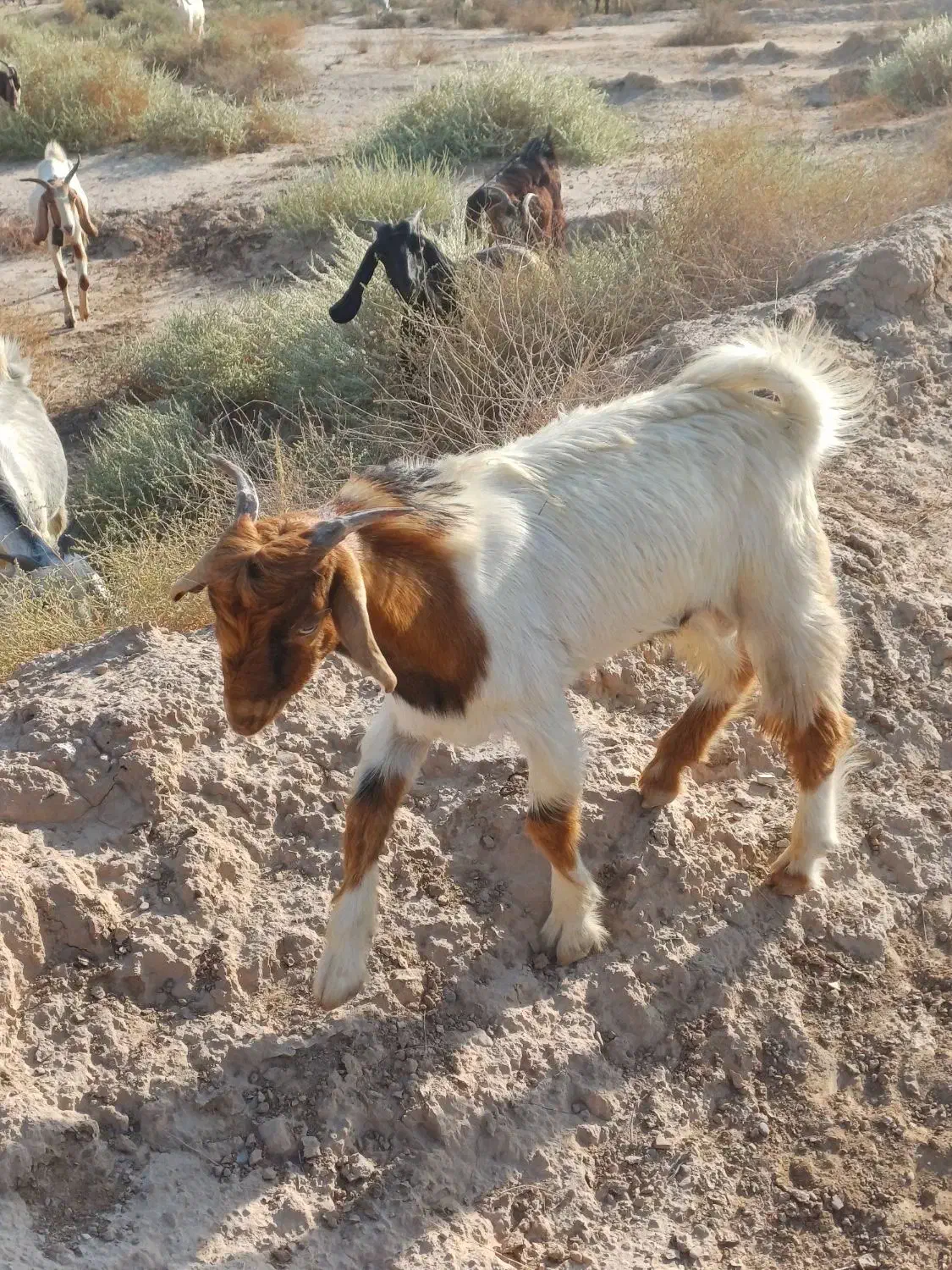 پازن|حیوانات مزرعه|بندر گناوه, |دیوار