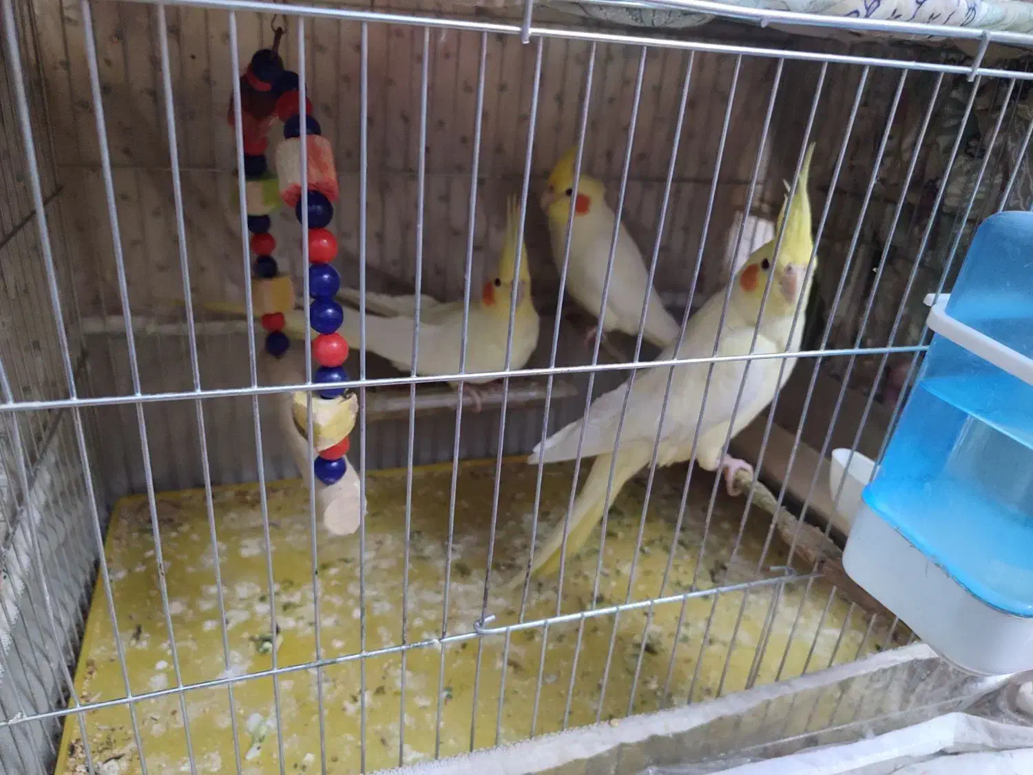 عروس سه ماهه|پرنده|تبریز, |دیوار