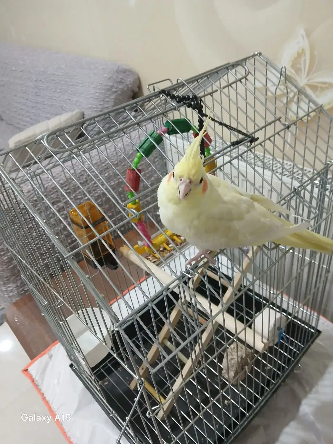 عروس هلندی ماده|پرنده|دیواندره, |دیوار