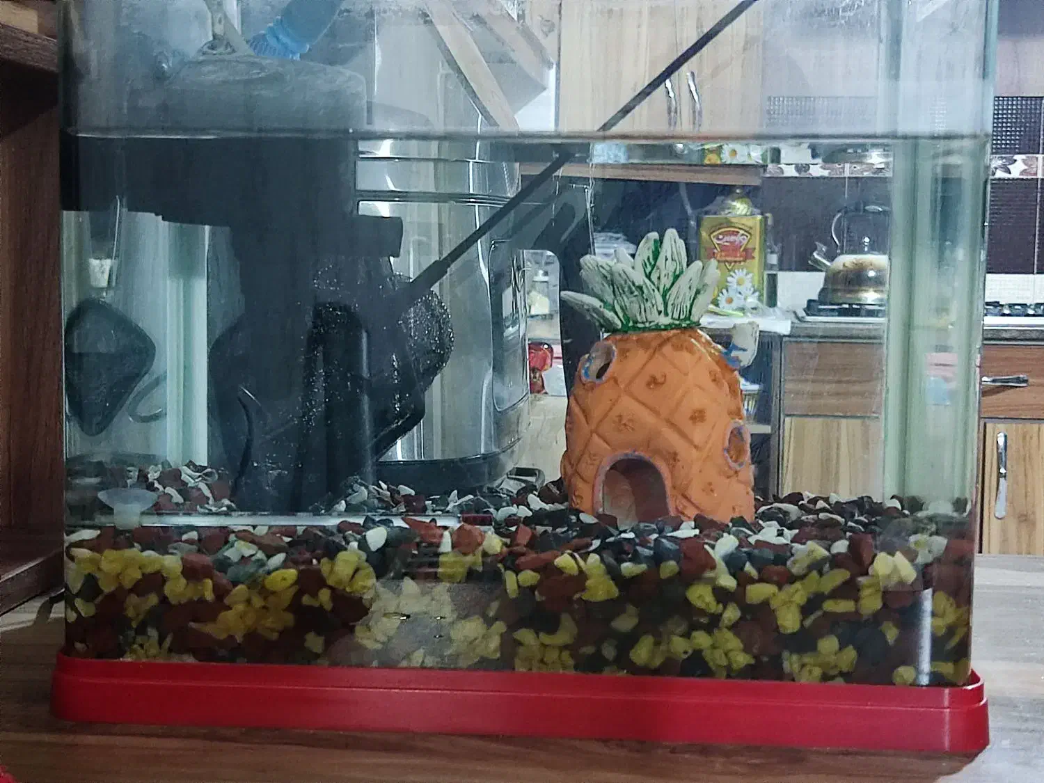 آکواریوم شرکتی با همه وسایل|ماهی|شیراز, کوشک میدان|دیوار