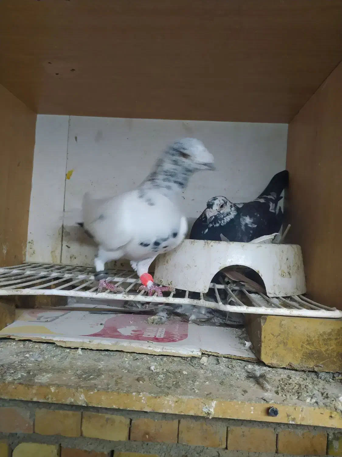 جفت چیل|پرنده|نگین شهر, |دیوار