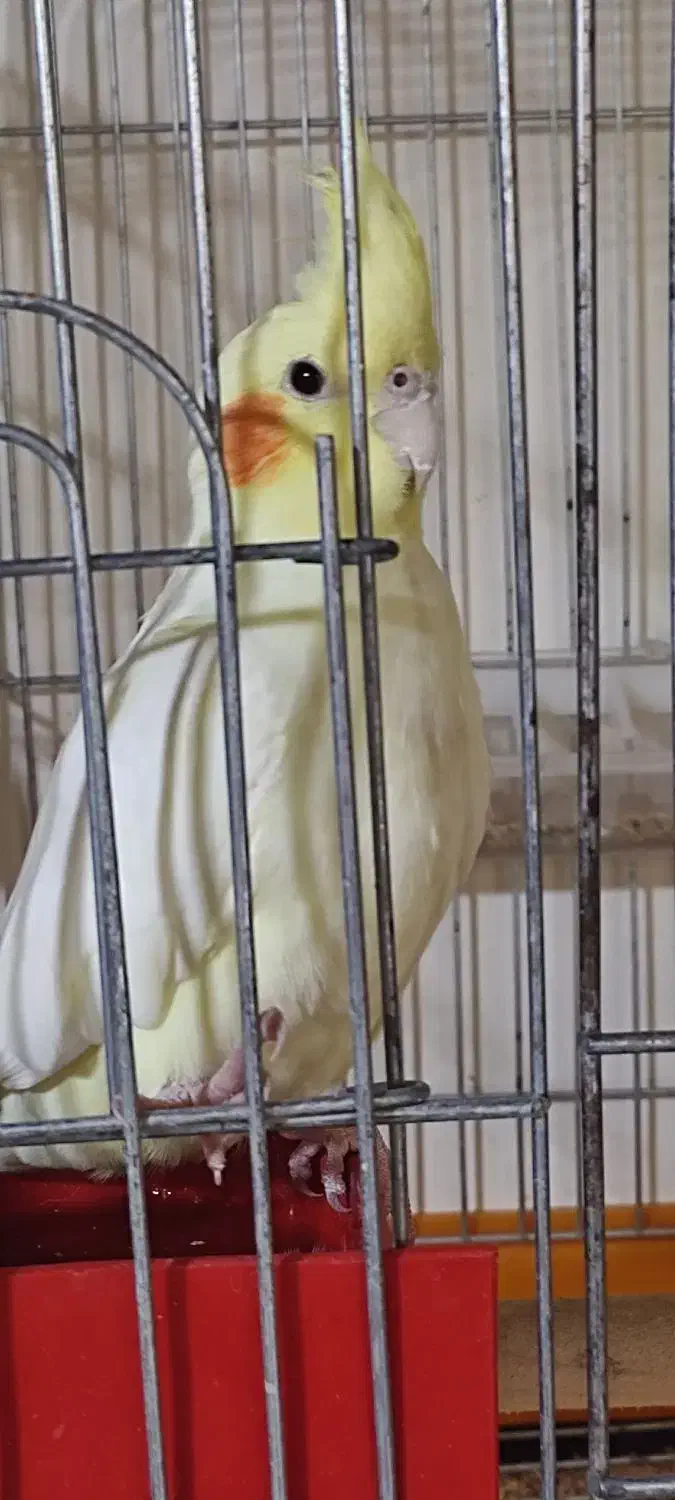 عروس هلندی|پرنده|سمیرم, |دیوار