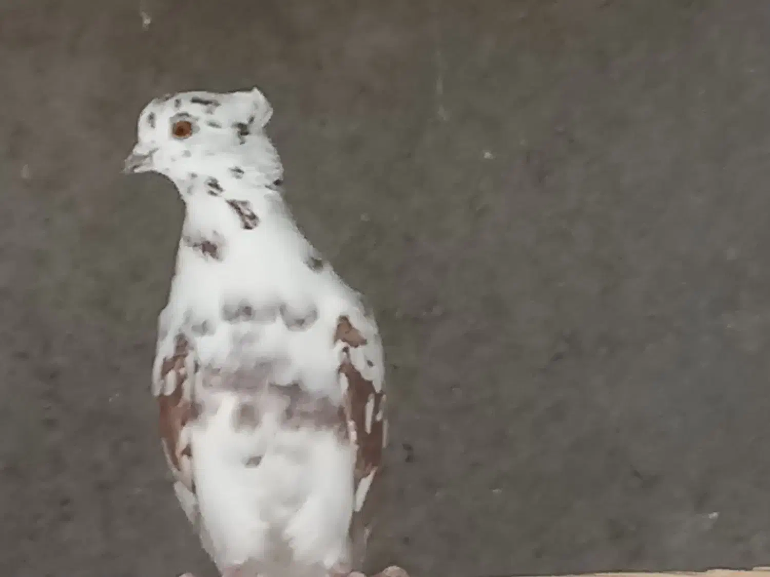 کبوترپرشی|پرنده|قم, زینبیه|دیوار